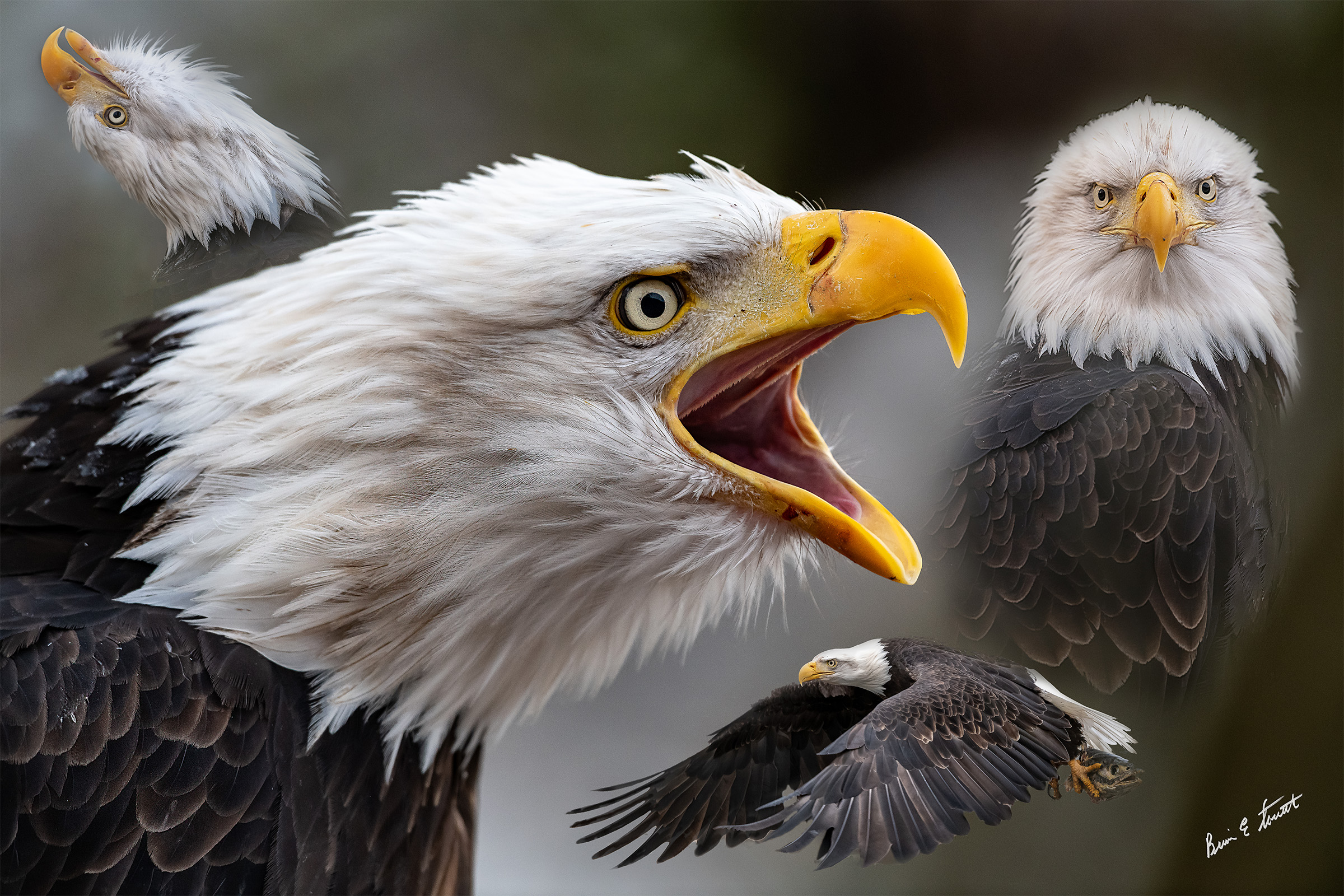 Alaska Pair of Eagles Photo Print
